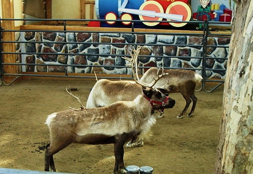 2003.12.22 - l.a. zoo