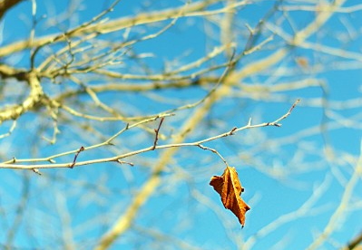last leaf