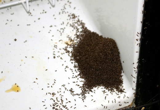 ants in freezer