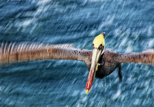 brown pelican pan