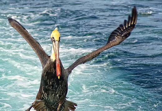 brown pelican