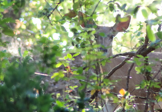deer in the jacob's back yard