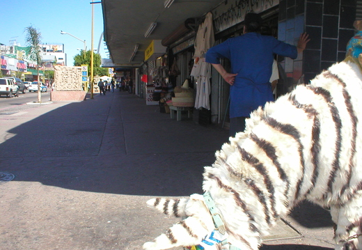 a painted donkey show.. the guy wanted a buck for the picture i took..