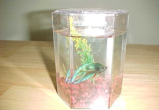 go fish