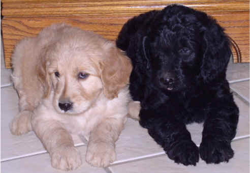 this is a photo the breeder took from when she was younger