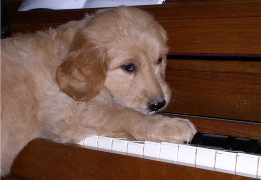 this is a photo the breeder took from when she was younger