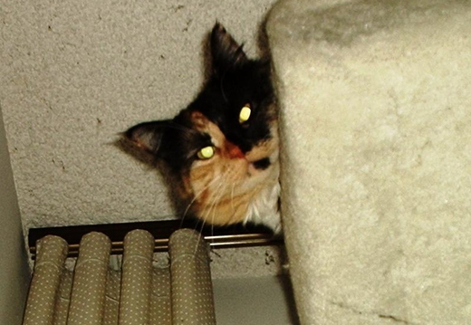 kids loved shaking the cat tree.. so did kitty