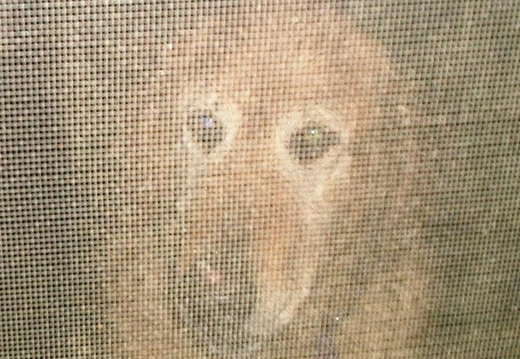 poor goldy left out in the rain