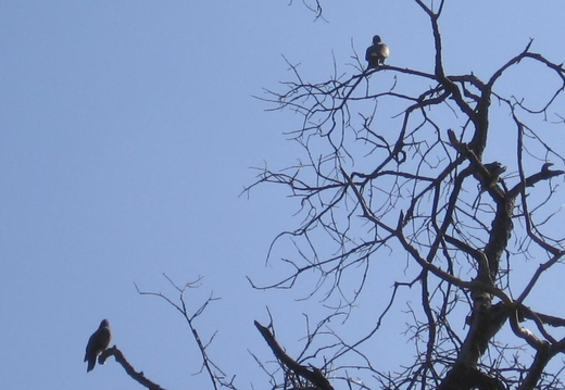 2005.09.24 - hawks?