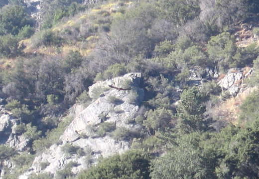 2005.09.24 - is it a hawk?