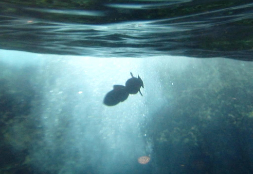 2006.08.16-hawaii-05