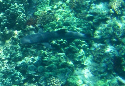 2006.08.16-hawaii-13