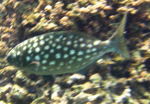 2006.08.16-hawaii-19