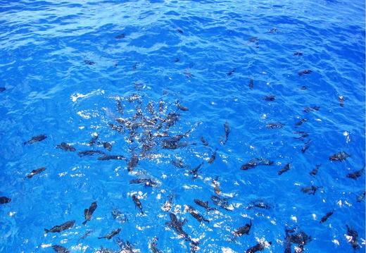 2006.08.16-hawaii-21