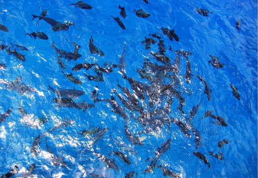 2006.08.16-hawaii-23