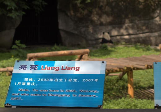 lan xiang giant panda