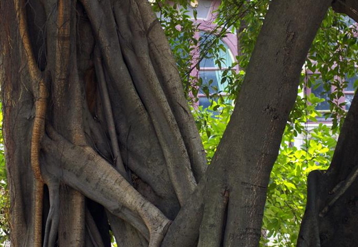 tree
