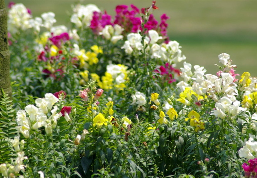 flowers