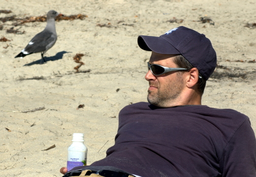brandon loves seagulls