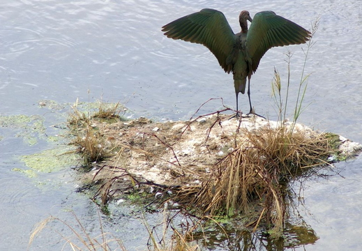 bird