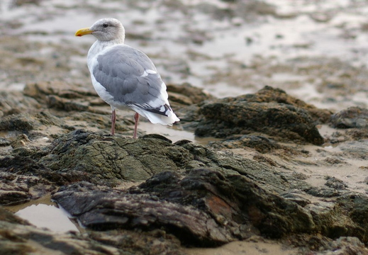 seagull