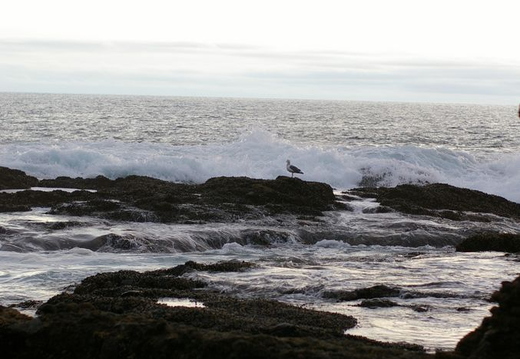 shaw's cove