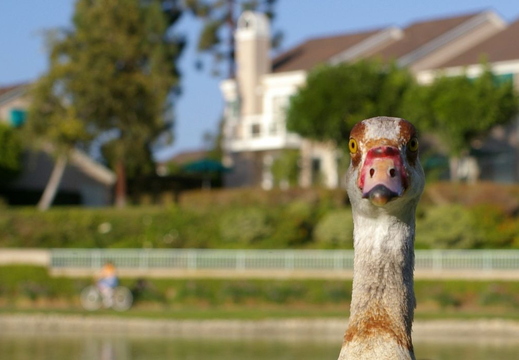duck