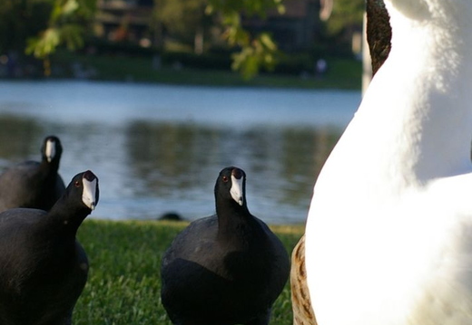 ducks at lake