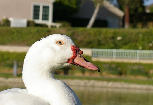 duck at lake