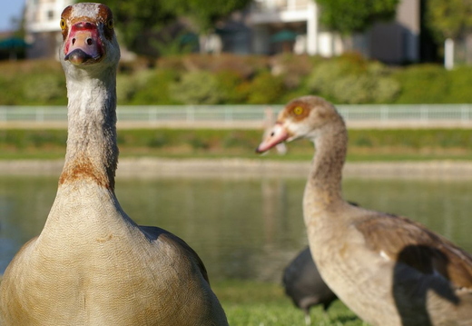 ducks