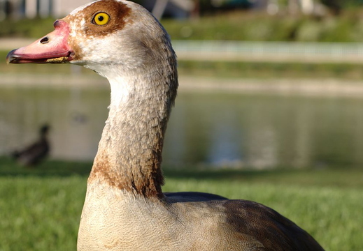 ducks