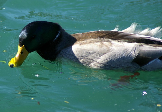 duck