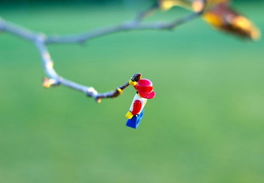 lego on a limb