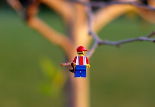 lego on a limb