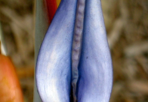 flower at the tustin district