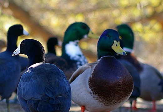 duck
