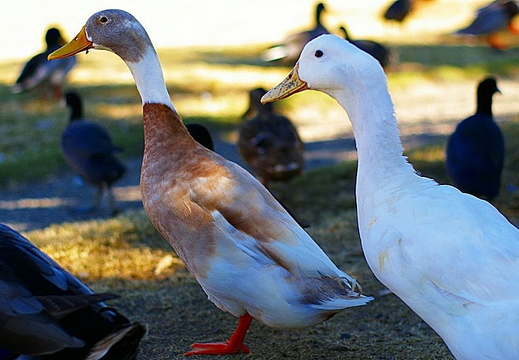 duck