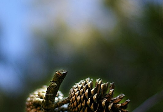 cones