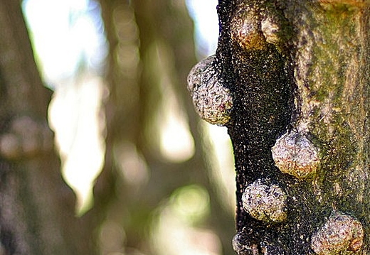 an A tree
