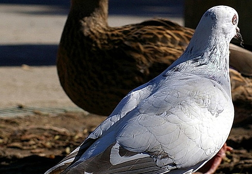 bird