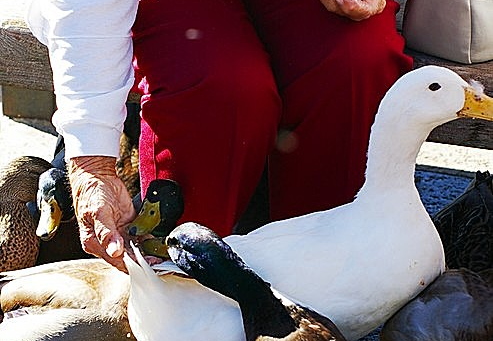 duck