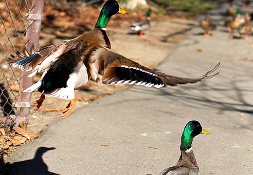duck ducks!