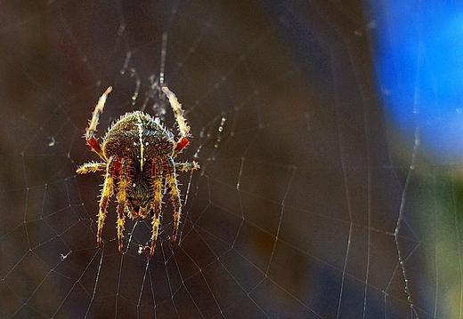 spider