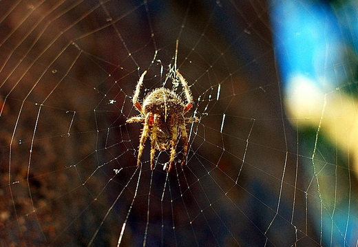 spider