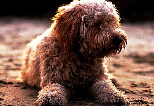 charlie