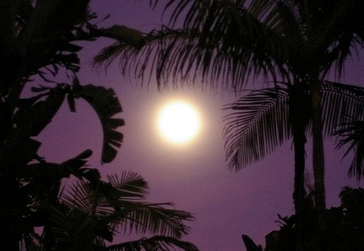 moonshine