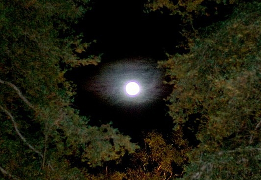 moonshine