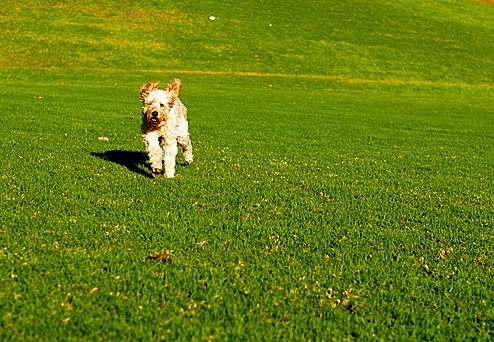 chuck on the run