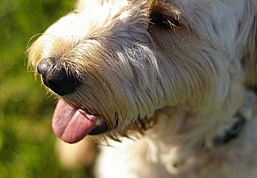 charlie