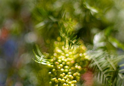 bokeh berries